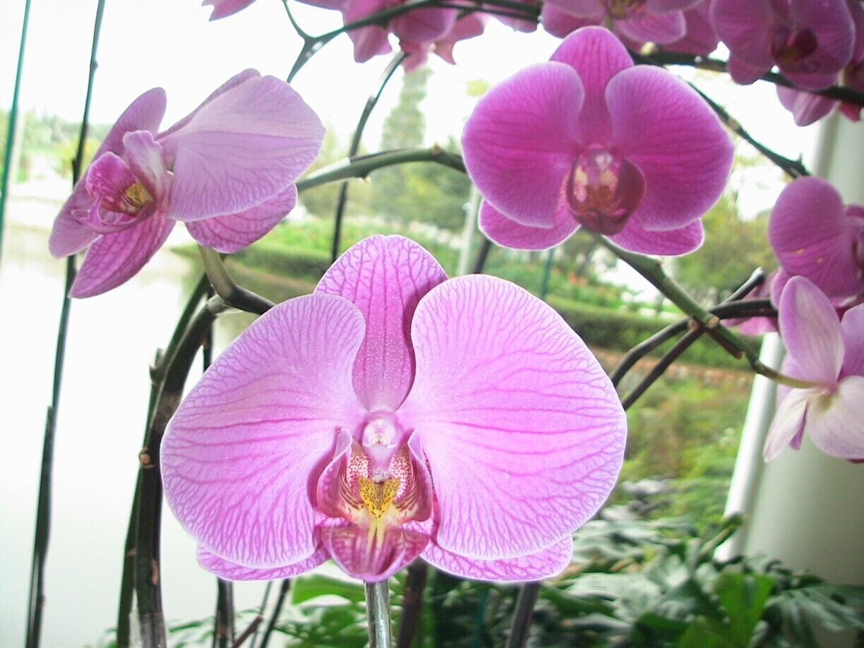 orchid...
a great good morning Hi
in the lobby ...
nice place to take photo 