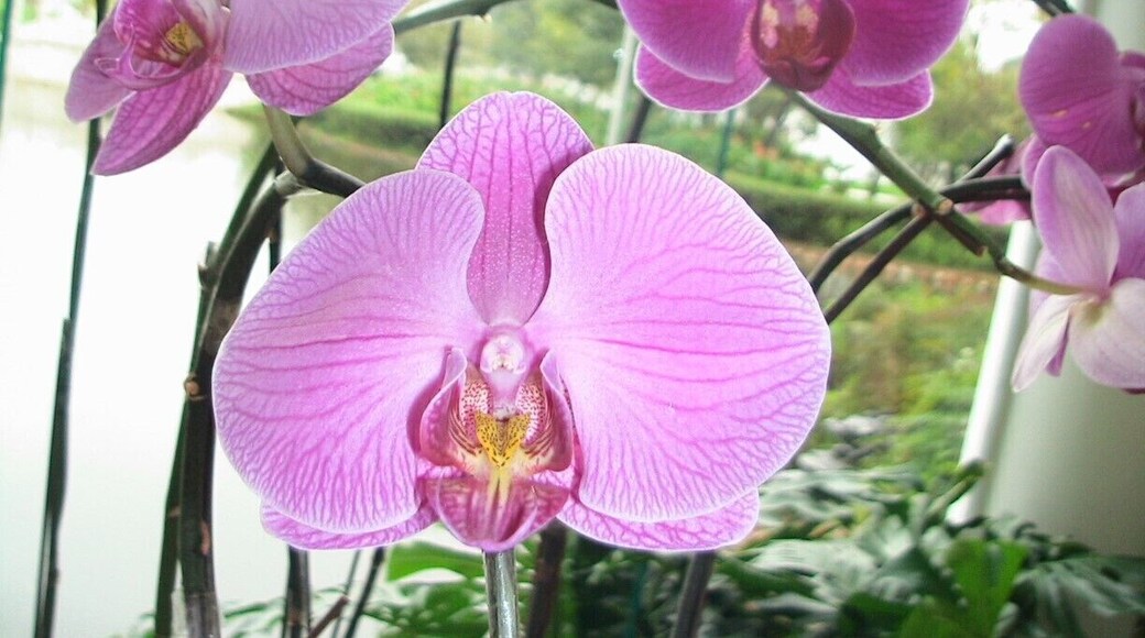 orchid...
a great good morning Hi
in the lobby ...
nice place to take photo