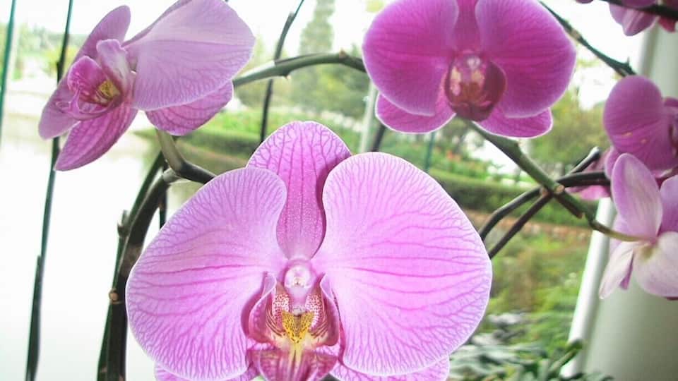 orchid...
a great good morning Hi
in the lobby ...
nice place to take photo