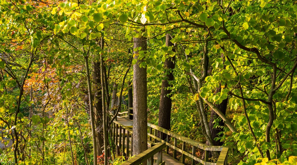 นอร์ทอีสต์มิสซิสซอกา