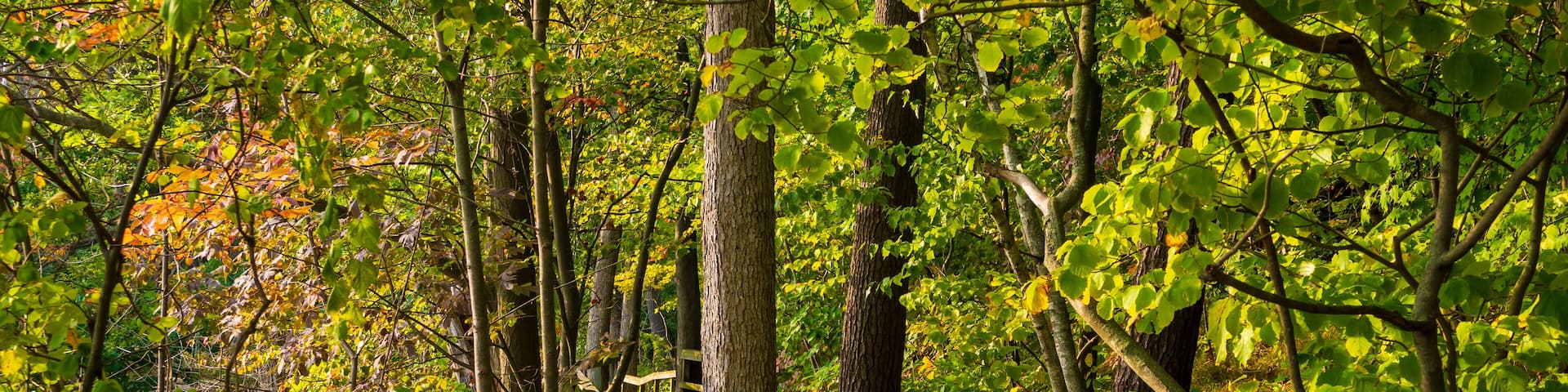 A wooden boardwalk through a forest with green foliage and autumn leaves.