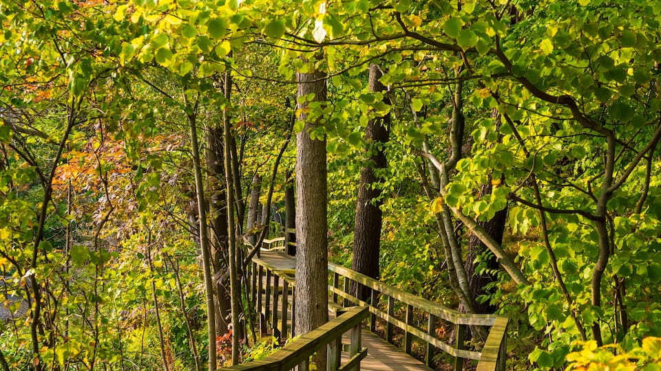 An Early Autumn Walk in the Rattray Marsh