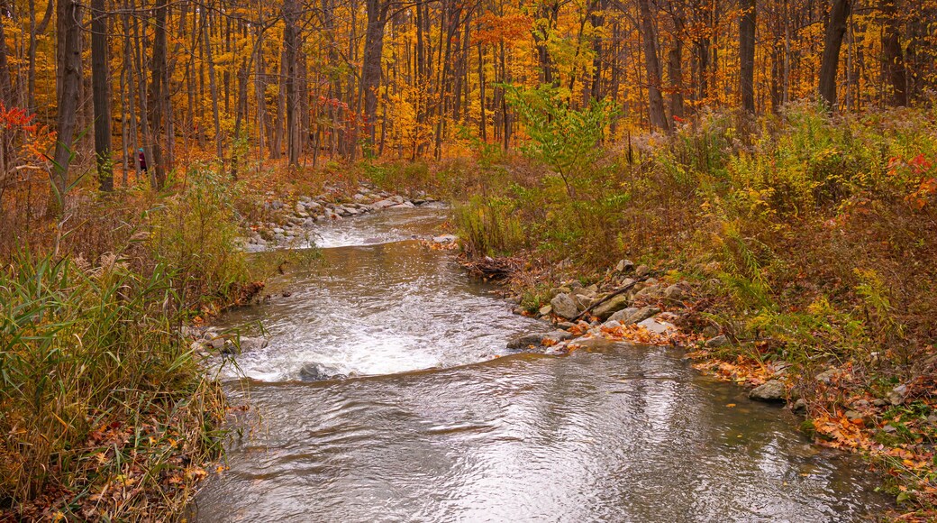 นอร์ทอีสต์มิสซิสซอกา