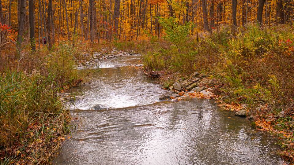 Fall in Sawmill Valley