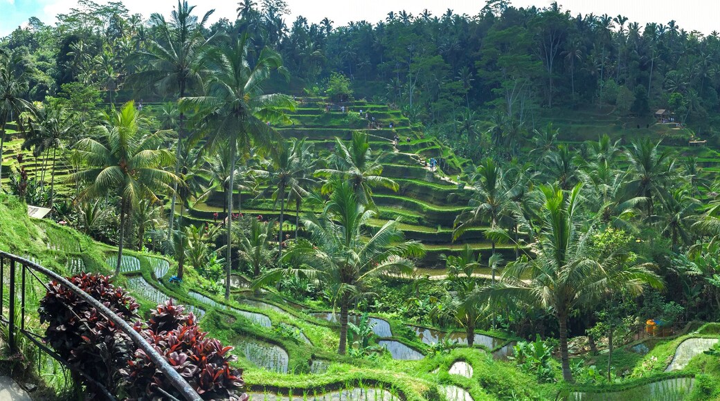 Panorama of Beautiful rice terraces in the morning at Tegallalang village, Ubud, Bali, Indonesia.