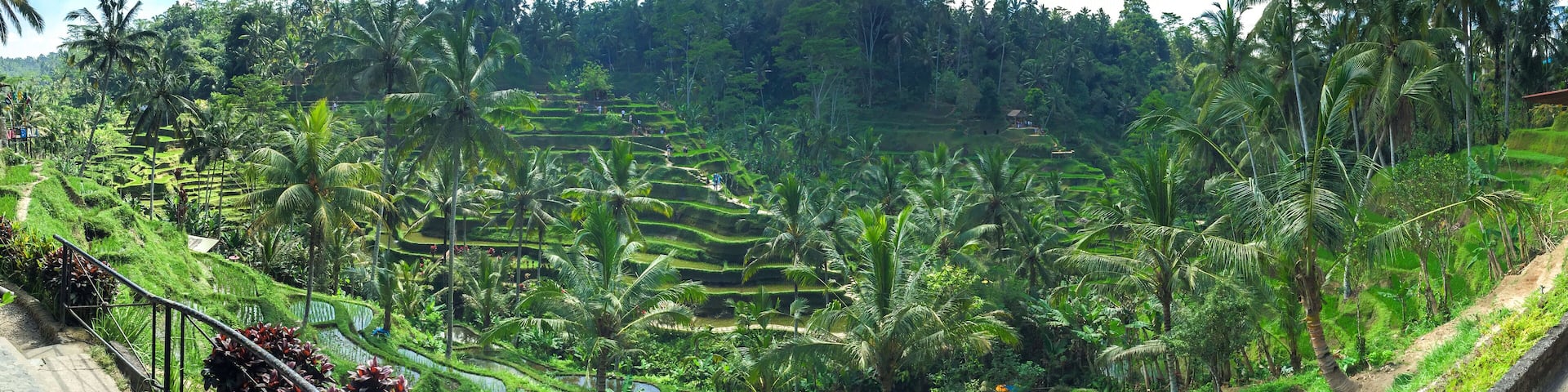 Panorama of Beautiful rice terraces in the morning at Tegallalang village, Ubud, Bali, Indonesia.
