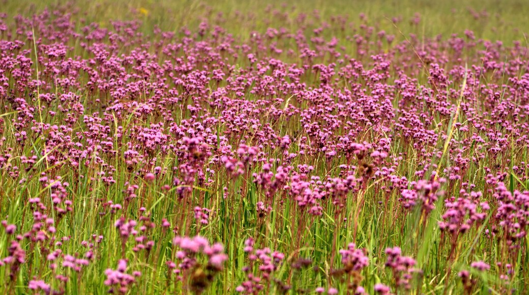 Field of purple wildflowers in the Rietvlei Nature Reserve in Pretoria, South Africa, in the spring