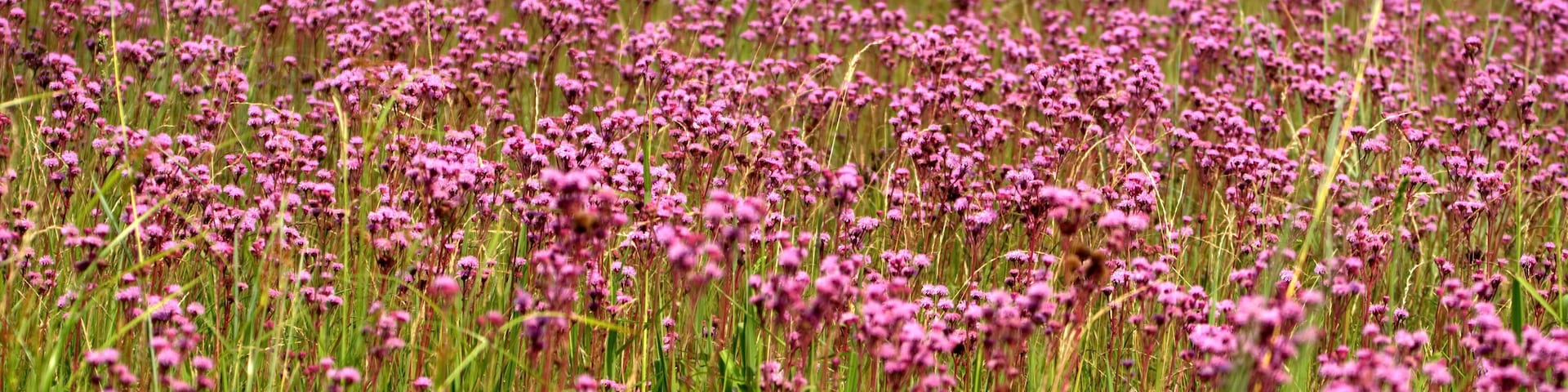 Um campo de flores roxas.