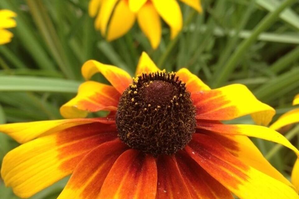 A close-up of a yellow and orange flower with a dark center.