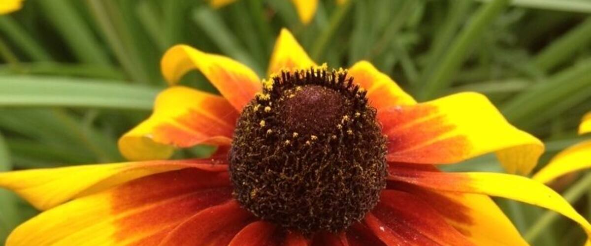 A close-up of a yellow and orange flower with a dark center.