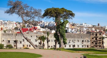 Tangier, Morocco. Street view with old trees