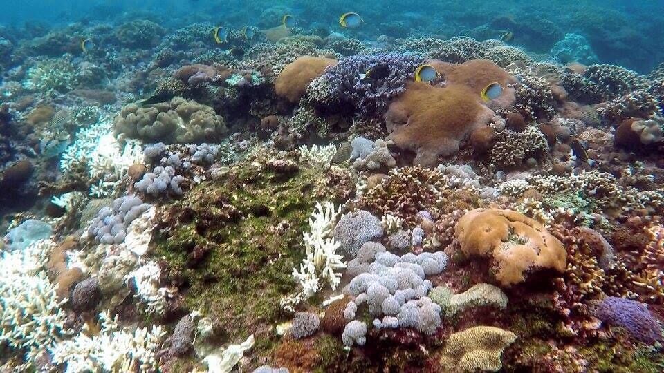A vibrant coral reef with diverse marine life and colorful corals.