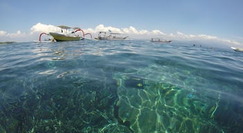 We went snorkelling the other day at mangrove point on Nusa Lembongan and it was absolutely beautiful! Be warned though the current is extremely strong!