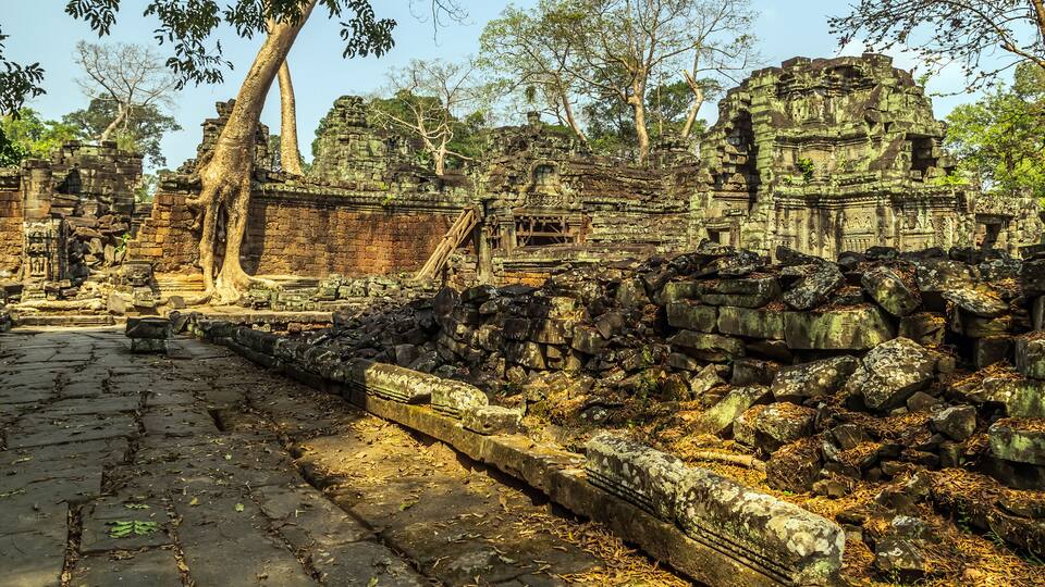 Angkor wat jungle in Siem Reap Cambodia.