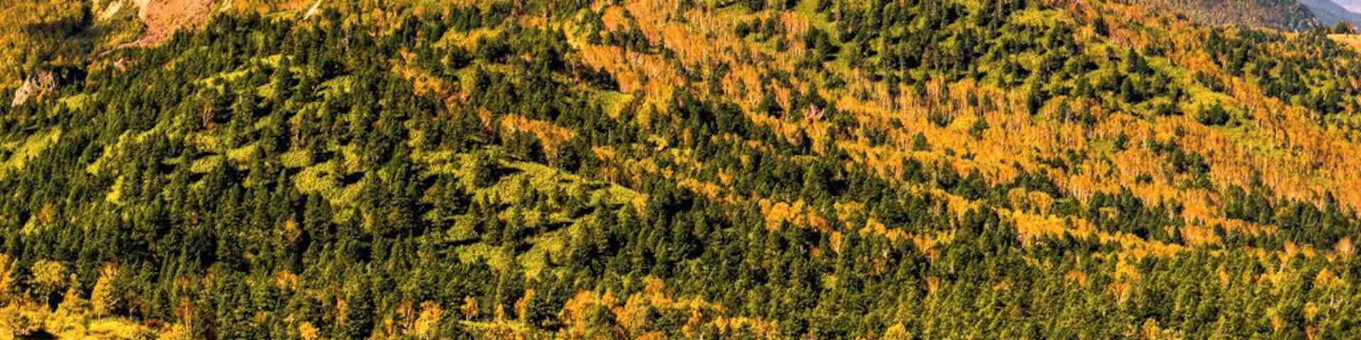 A mountainous landscape with dense forests and a prominent peak.