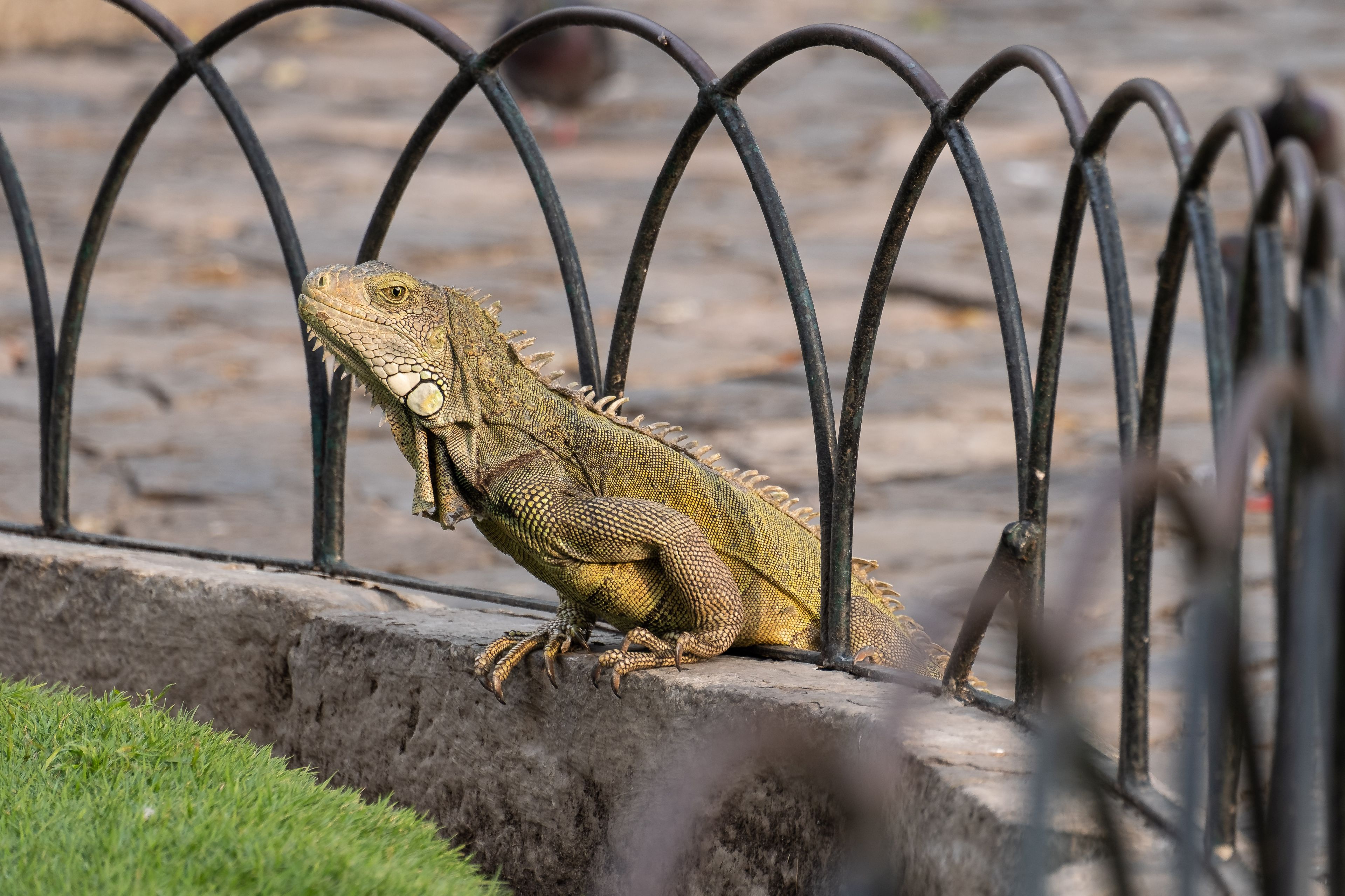 Iguana en el Parque Seminario, Guayaquil, Ecuador.