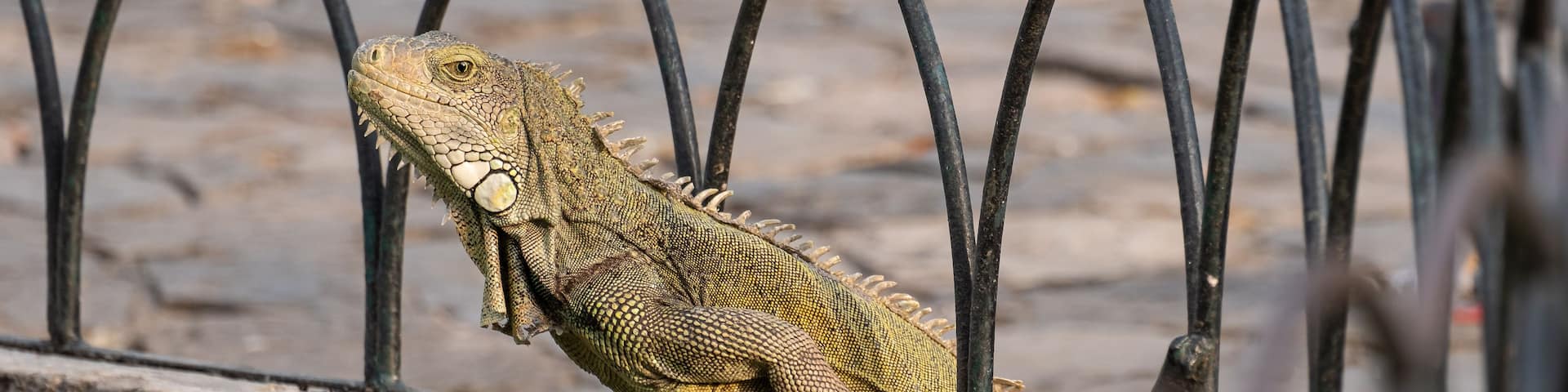 A lizard on a metal fence.