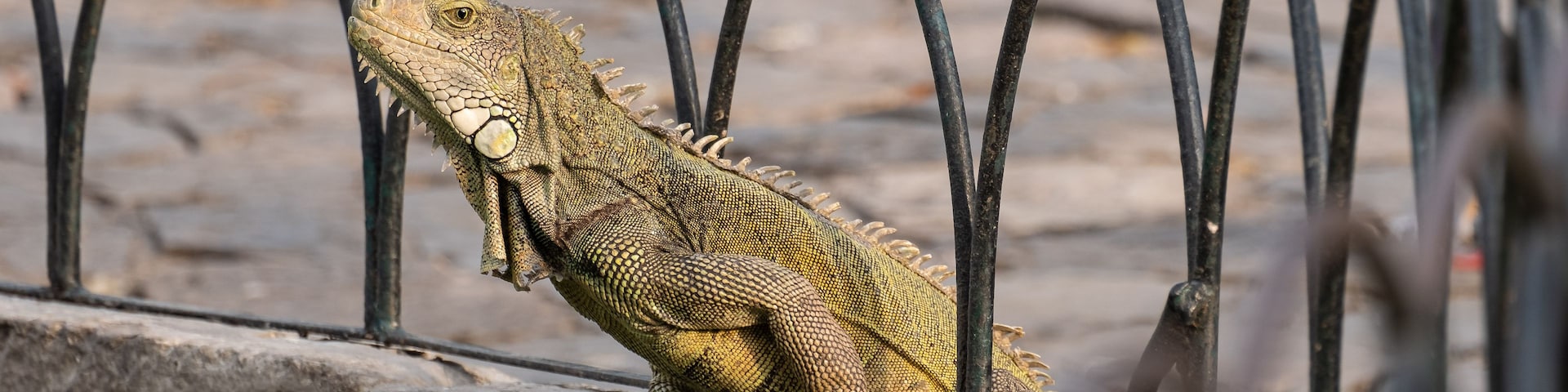 Um lagarto em uma grade de metal.