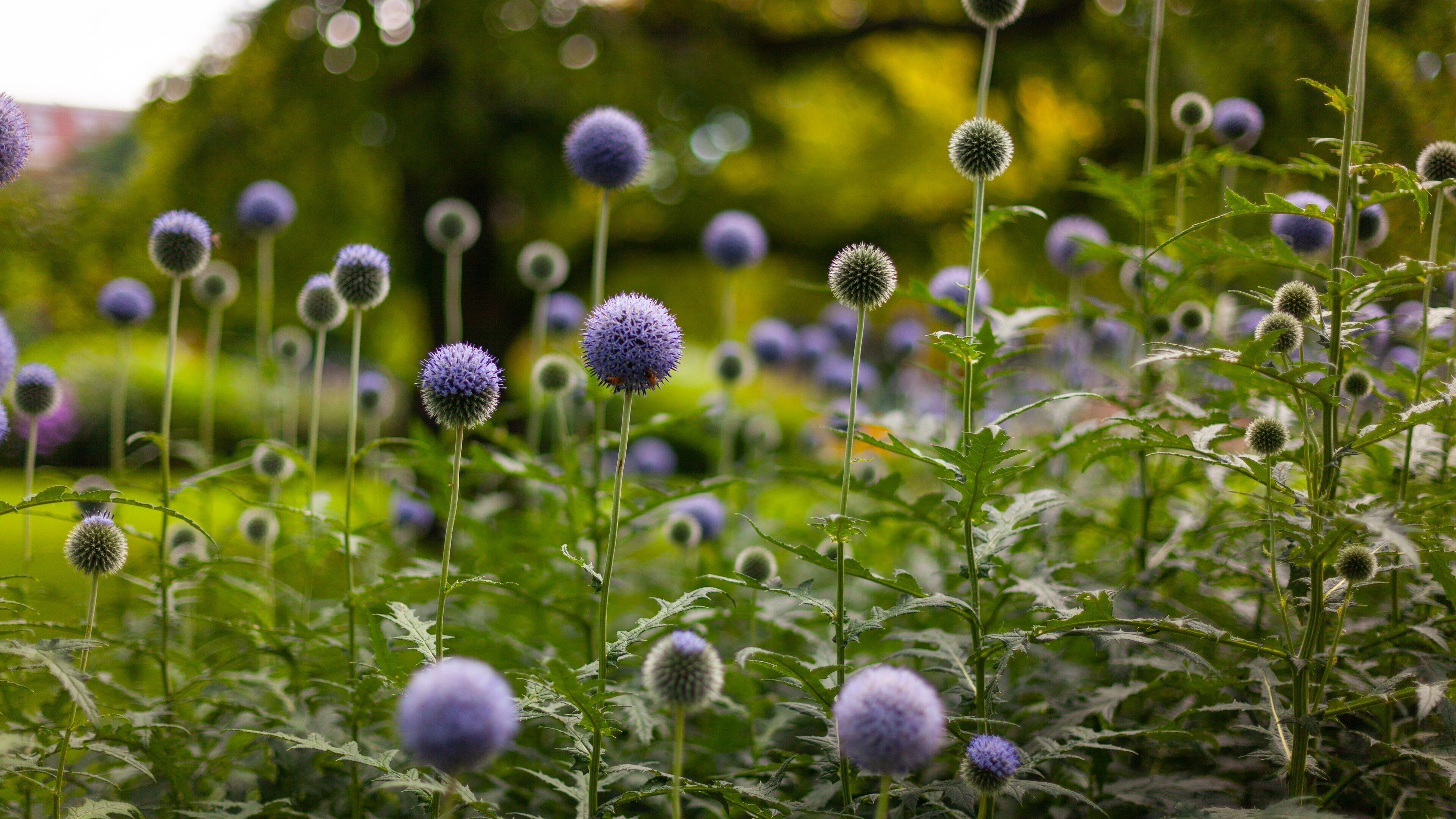 South End which includes wildflowers
