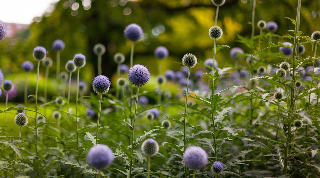 South End which includes wildflowers