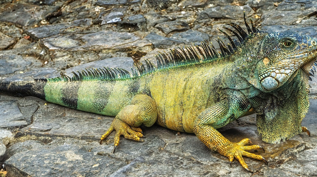 Iguanas at Seminario Park (Iguanas Park) - Guayaquil, Ecuador