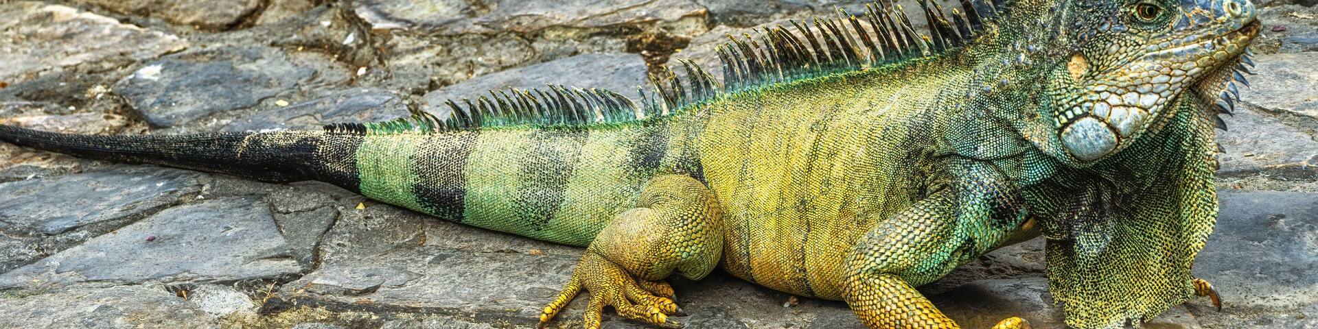 Iguanas at Seminario Park (Iguanas Park) - Guayaquil, Ecuador