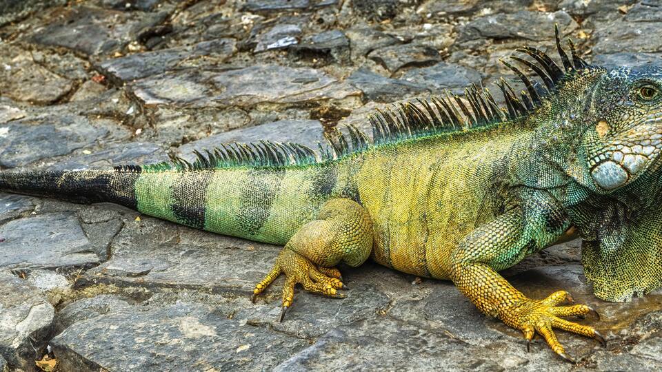 Iguanas at Seminario Park (Iguanas Park) - Guayaquil, Ecuador