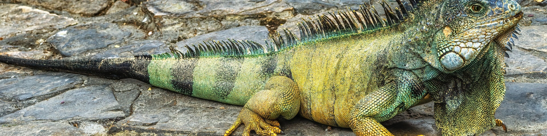 Iguanas at Seminario Park (Iguanas Park) - Guayaquil, Ecuador