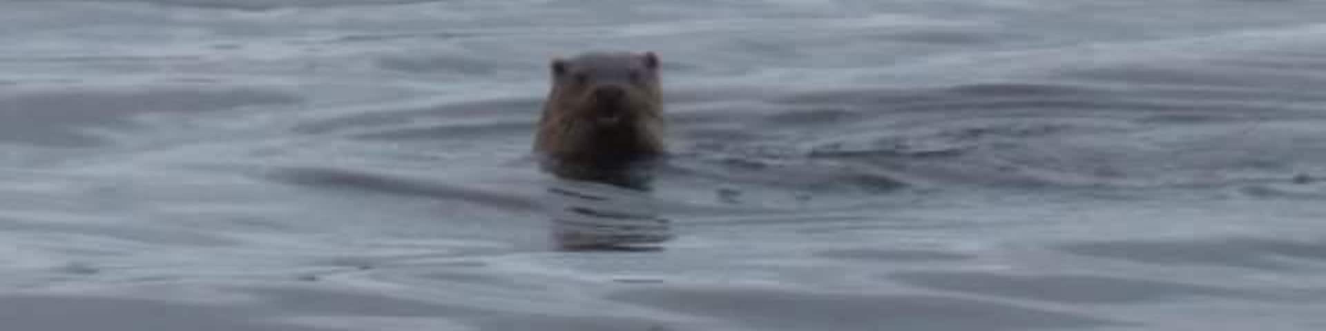 North Uist is made up of hundreds of freshwater lochans so is the perfect landscape or waterscape for the European Otter. They spend time in the sea like this one I saw in Griminish but need proximity to fresh water too as it is better for their coats. Felt so privileged to see one in the wild! đź’“