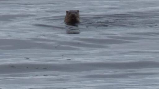 North Uist is made up of hundreds of freshwater lochans so is the perfect landscape or waterscape for the European Otter. They spend time in the sea like this one I saw in Griminish but need proximity to fresh water too as it is better for their coats. Felt so privileged to see one in the wild! 💓
