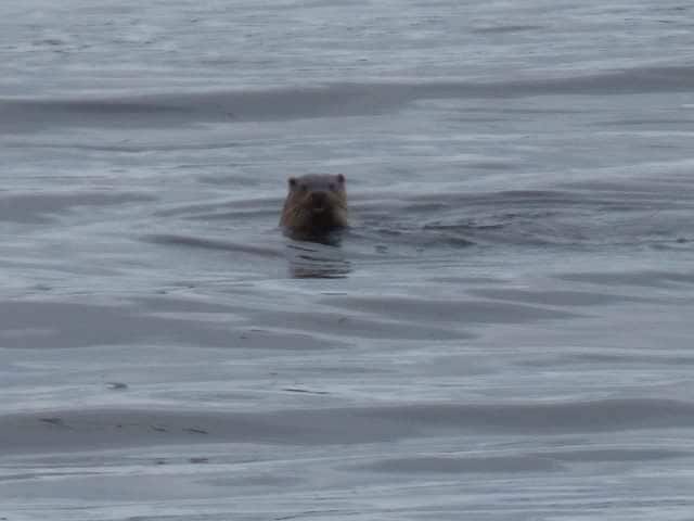 A beaver swimming in a body of water.