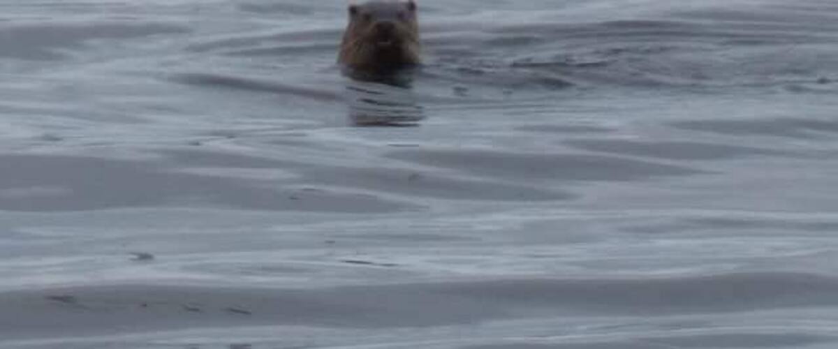 A beaver swimming in a body of water.