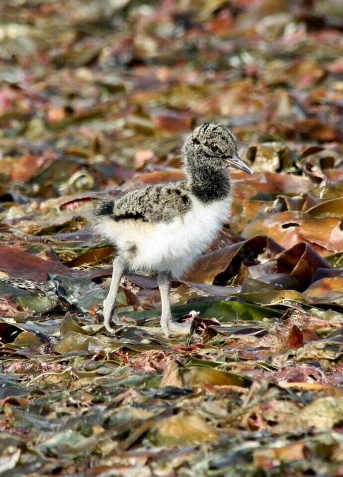 A baby Oystercatcher running on seaweed that has washed up and started to decay on the beach. 
This is a great place to hike around with your camera. Fantastic Wildlife here all seasons. There is a marked hike as well, which goes along the rocky sea with views of St. Kilda, along sandy beaches and across the machar. 
#Wildlife