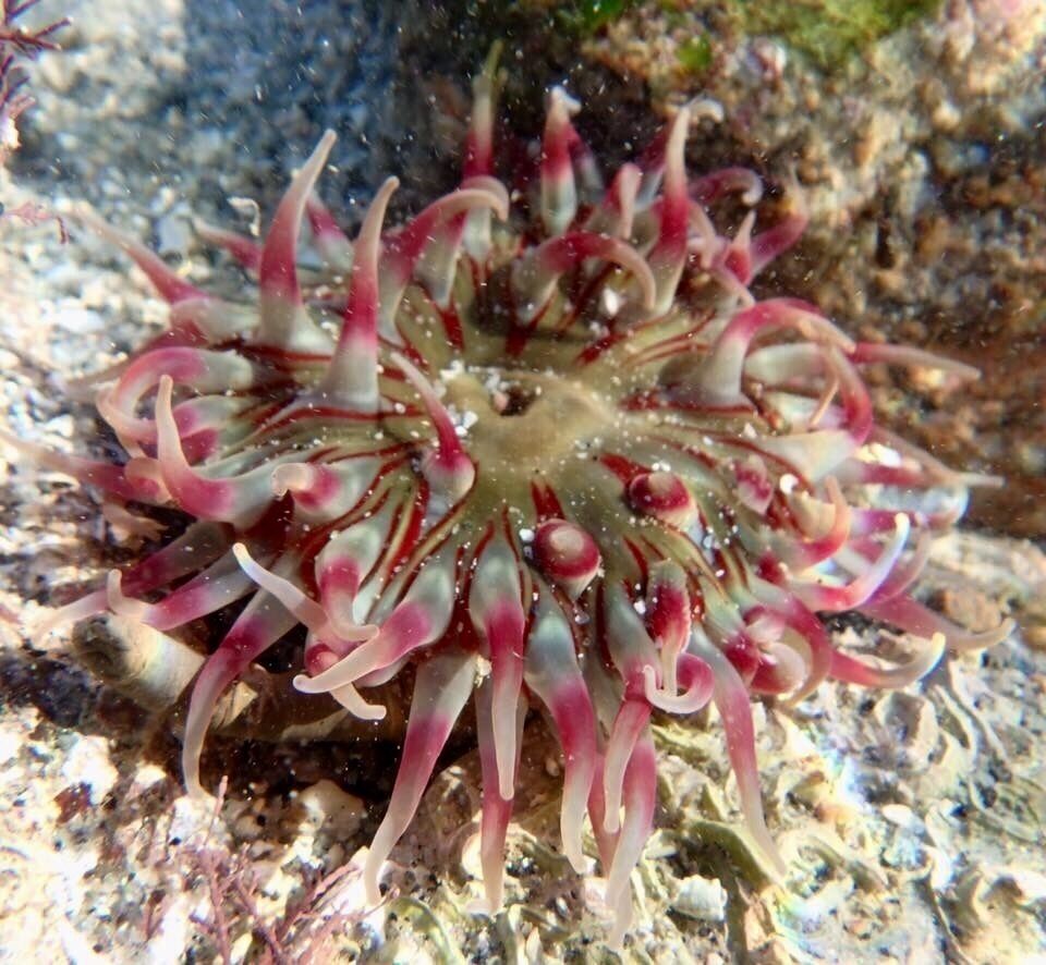 Sea anemone taken in a rock pool at low tide. In front of the hostel in Berneray is a rocky area that is exposed at low tide and jam packed with pools. Fab fun to explore. 
#AquaTrover