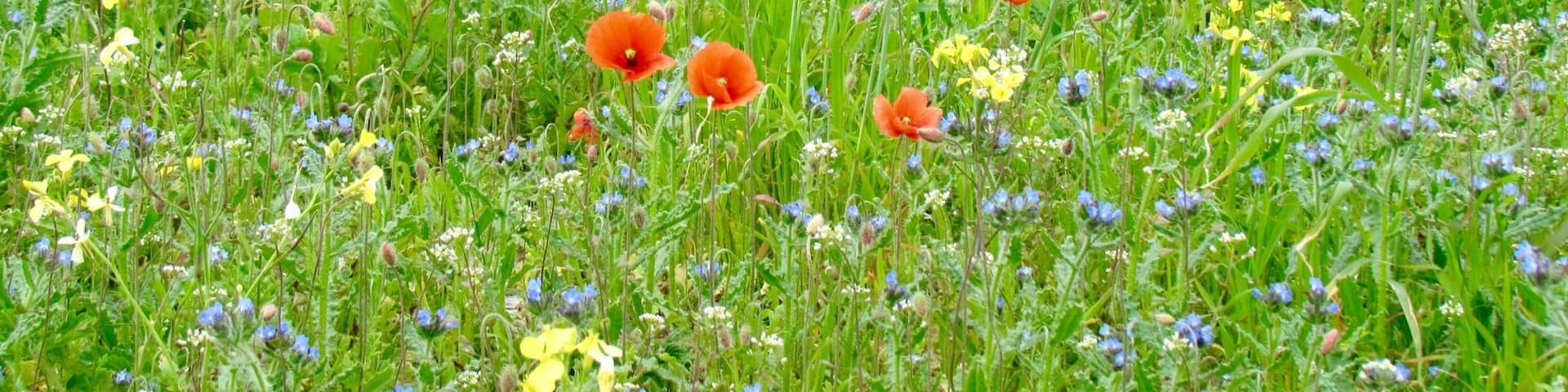 I love hiking around Balranald where the machair meets the sea. The sandy soil of the machair is perfect for these wild flowers to thrive. If you go this time of year (Late July - early August) the summer heat helps the sweet fragrance to be lifted from the flowers and is gorgeous for your eyes and sense of smell.
#TakeAHike