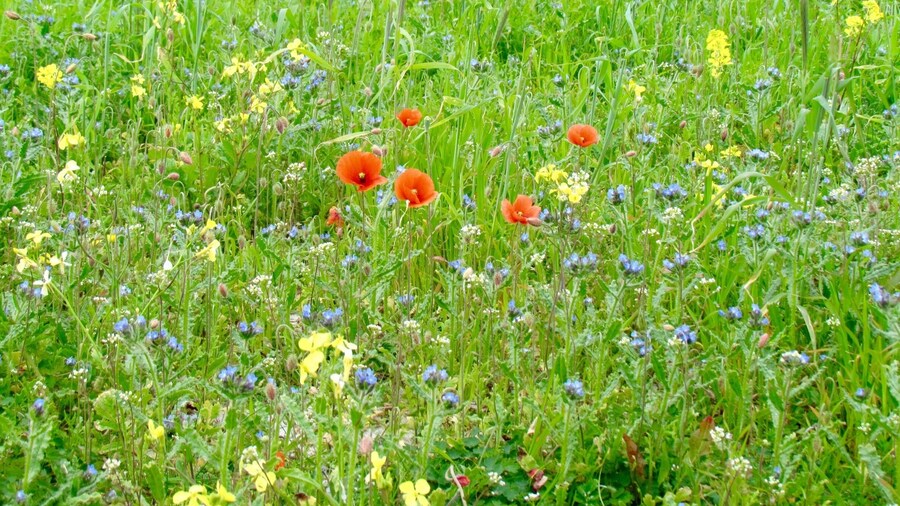 I love hiking around Balranald where the machair meets the sea. The sandy soil of the machair is perfect for these wild flowers to thrive. If you go this time of year