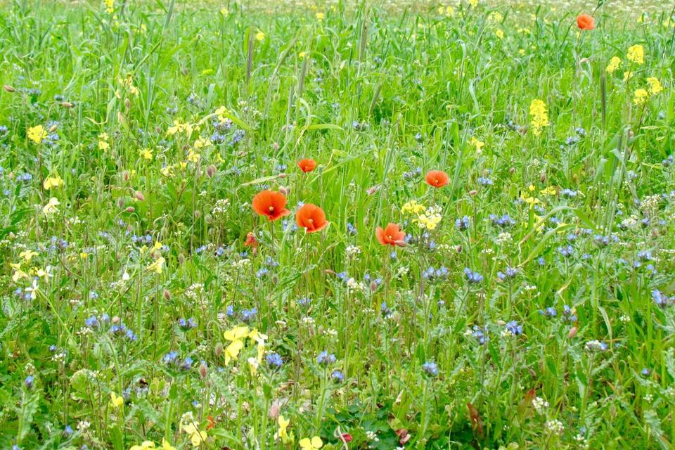 A field of wildflowers with red poppies, yellow flowers, and blue blossoms.