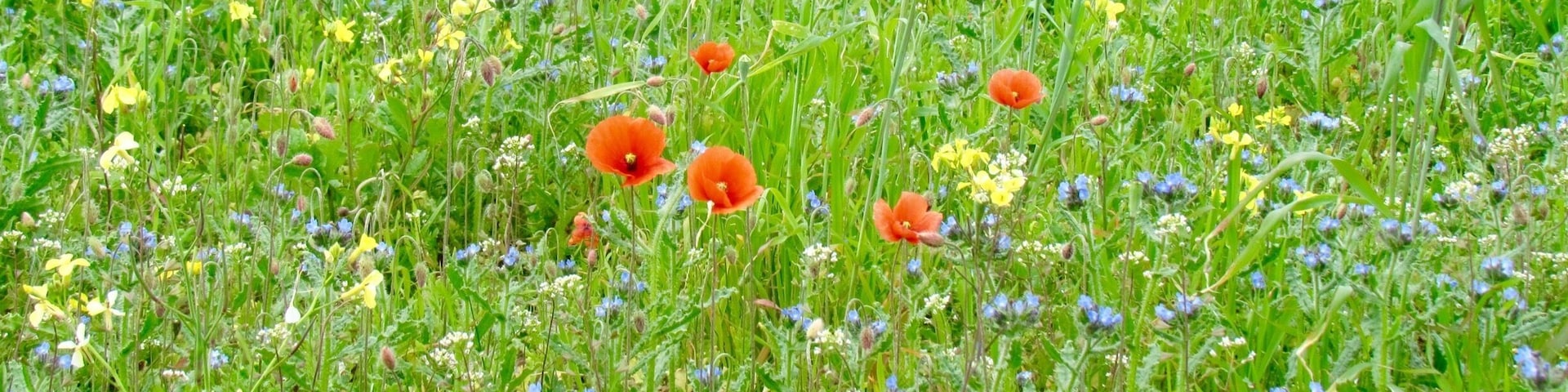 I love hiking around Balranald where the machair meets the sea. The sandy soil of the machair is perfect for these wild flowers to thrive. If you go this time of year (Late July - early August) the summer heat helps the sweet fragrance to be lifted from the flowers and is gorgeous for your eyes and sense of smell. 
#TakeAHike