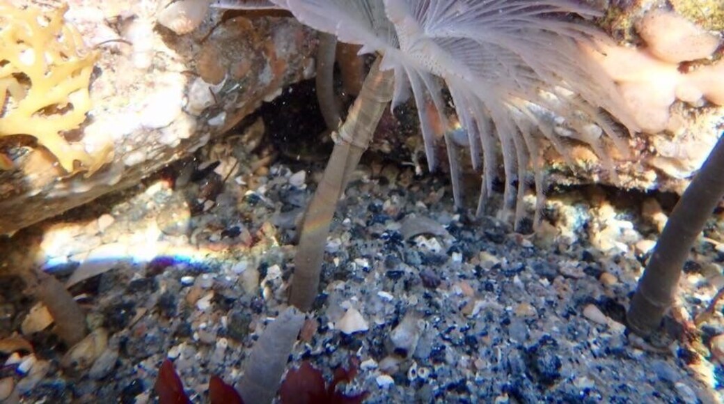 Underwater photo of a sea worm taken in the rock pools at low tide.
#AquaTrover