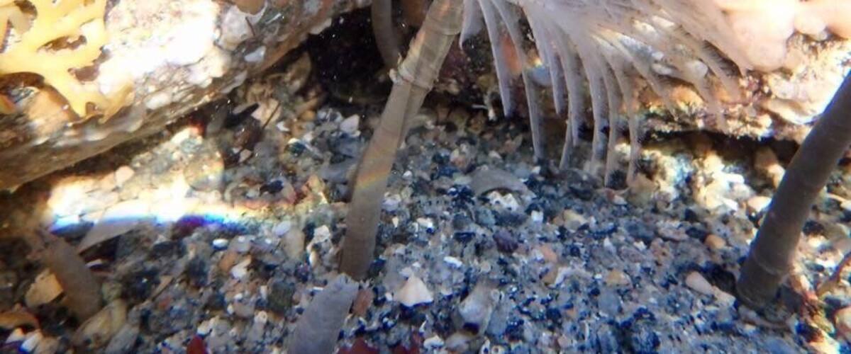 Underwater photo of a sea worm taken in the rock pools at low tide. 
#AquaTrover
