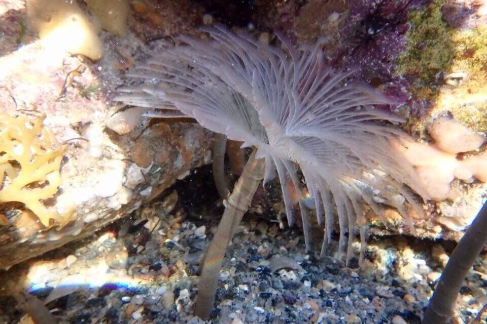 A marine creature with long, feathery appendages in a rocky underwater environment.