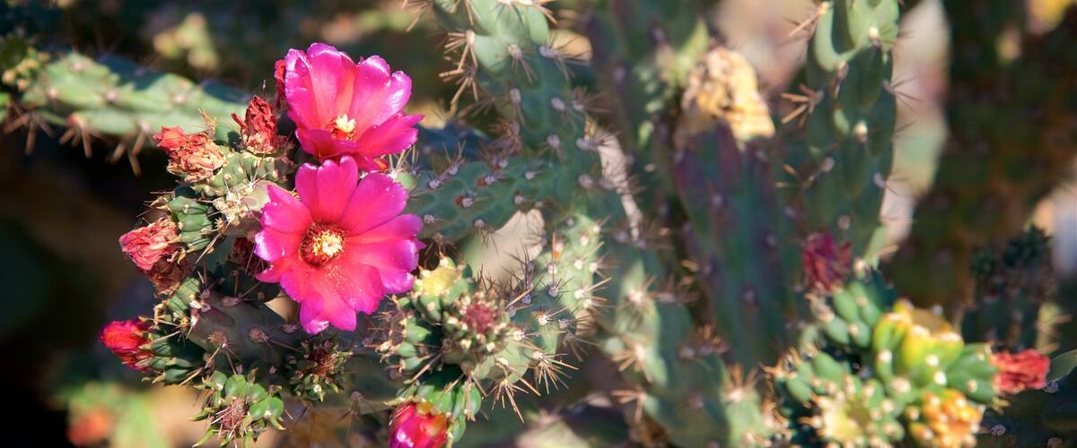 Panamint Springs which includes wildflowers