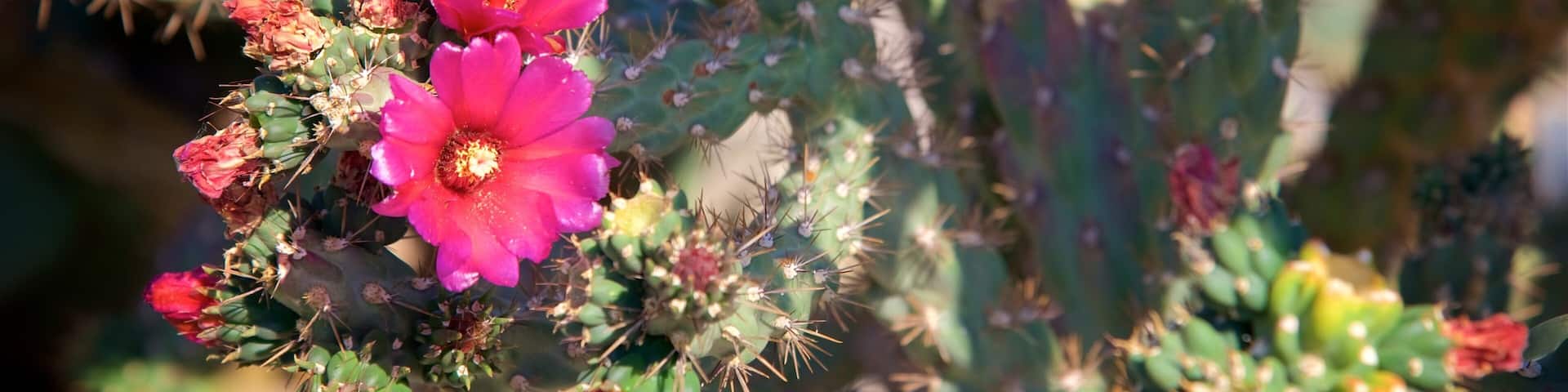 Panamint Springs which includes wildflowers