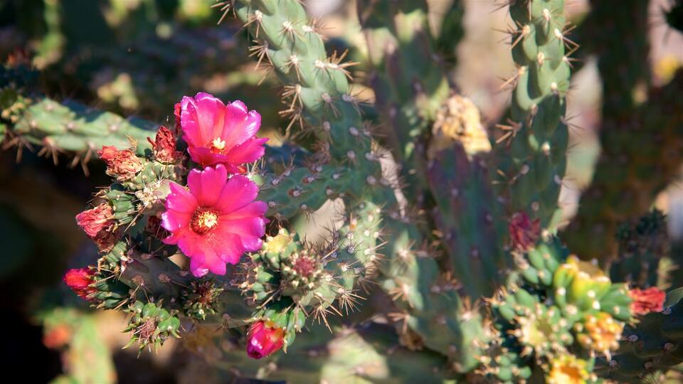A cactus with pink flowers and green leaves.