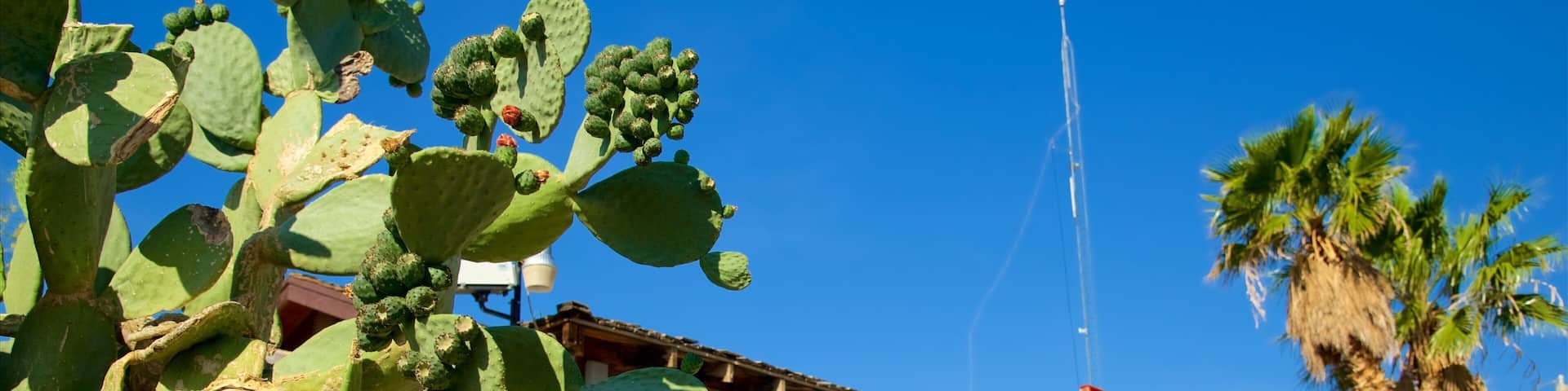A building with a sign that reads "REST AURANT" and a cactus in the foreground.