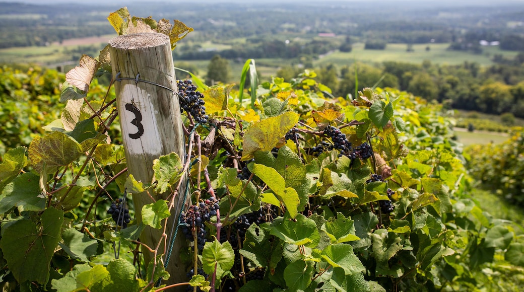 Bodega de vino Stone Tower