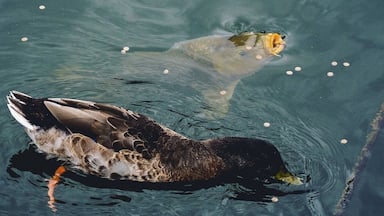Friends having lunch together.