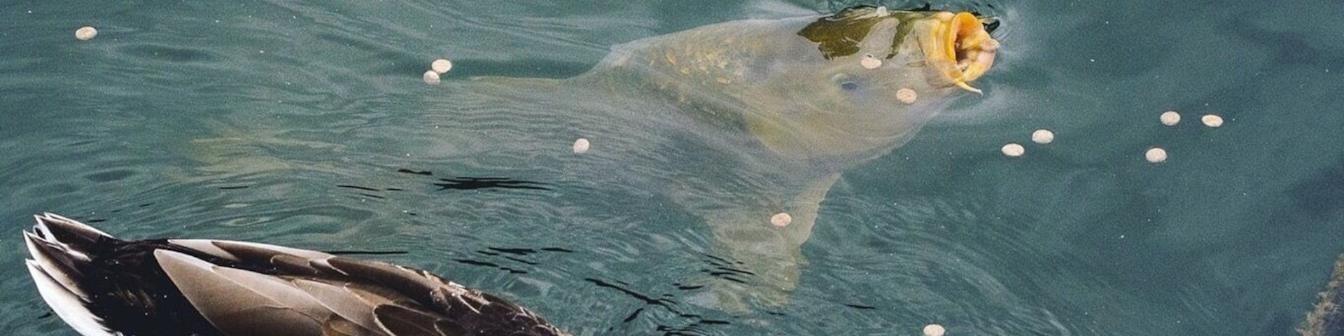 Friends having lunch together.