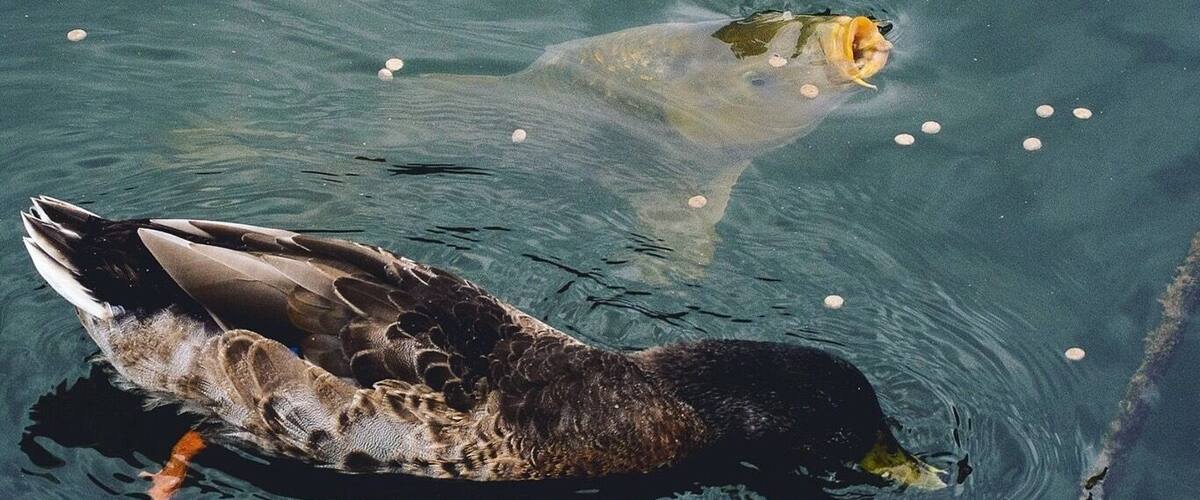 Friends having lunch together.