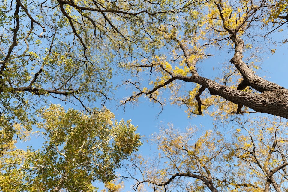 A tree with yellow leaves against a clear blue sky.